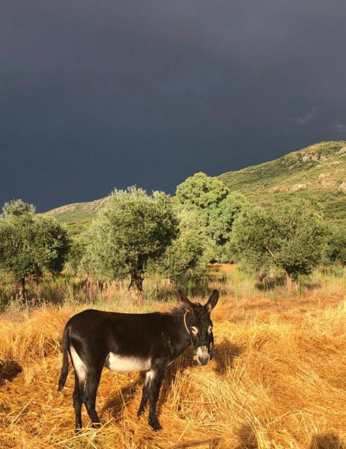 El Granado Villa Piedrabuena Eksteriør billede
